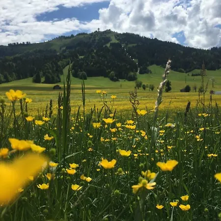 Bergwiesen
